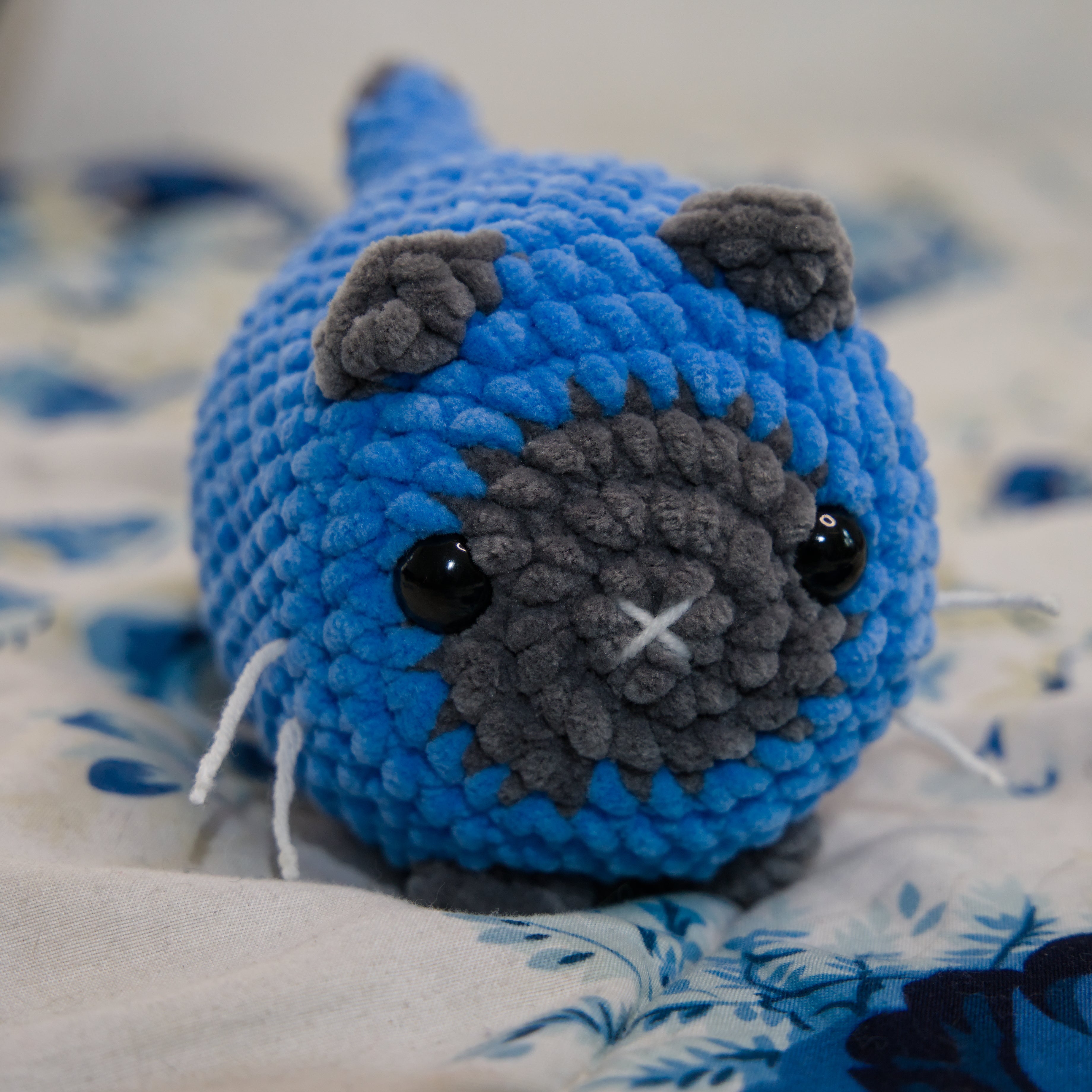 "Blue" Siamese Cat