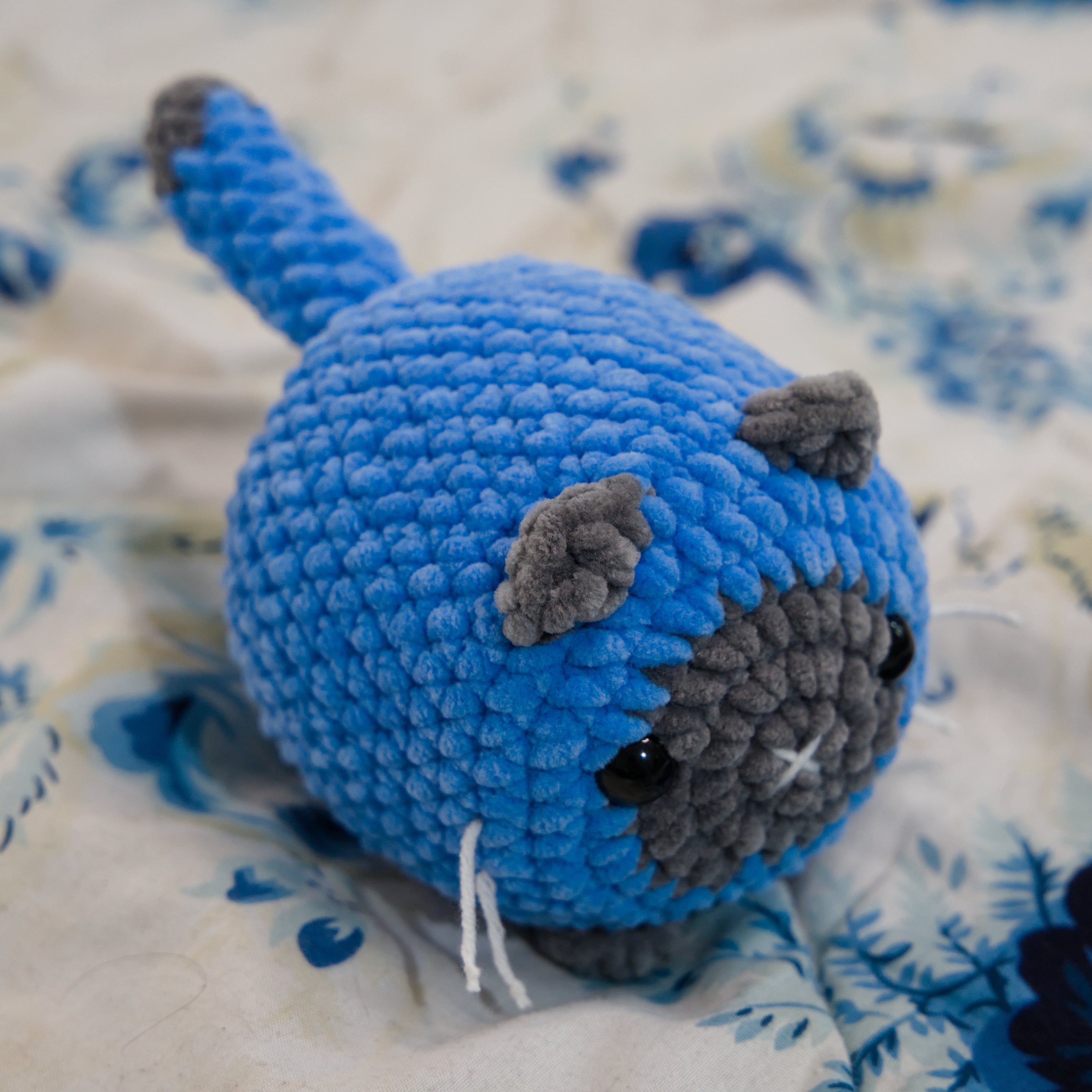 "Blue" Siamese Cat